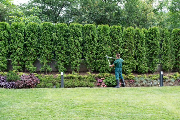 Best Organic Lawn Care Solutions  in Ann Arbor, MI
